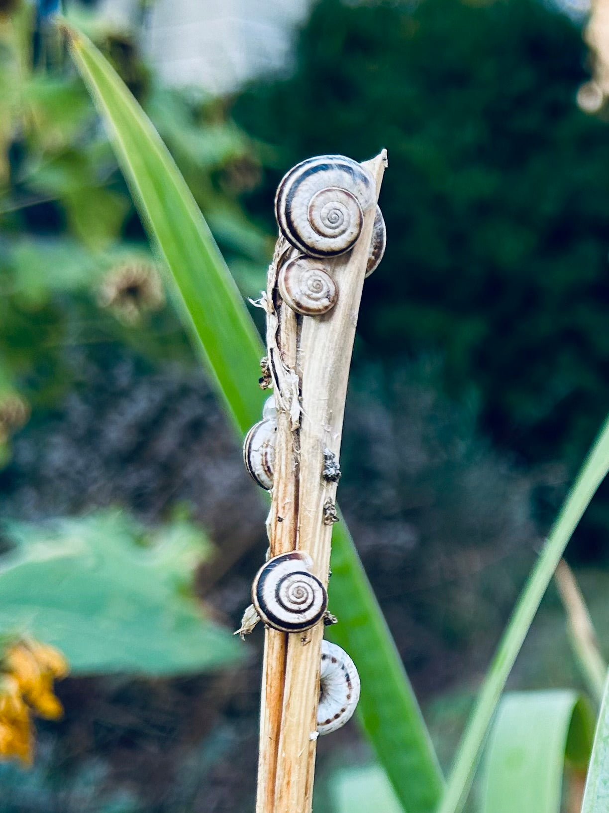 Wisdom of the Snail: A Retreat on Patience & Trust