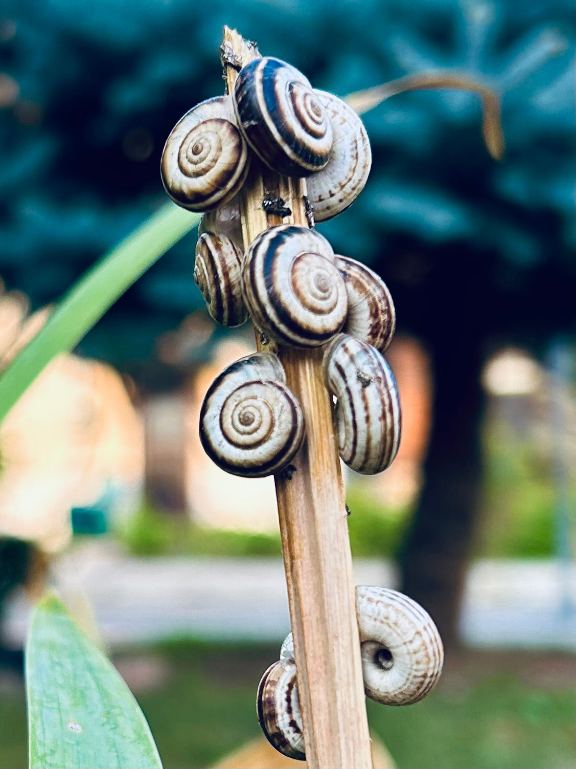 Wisdom of the Snail: A Retreat on Patience & Trust