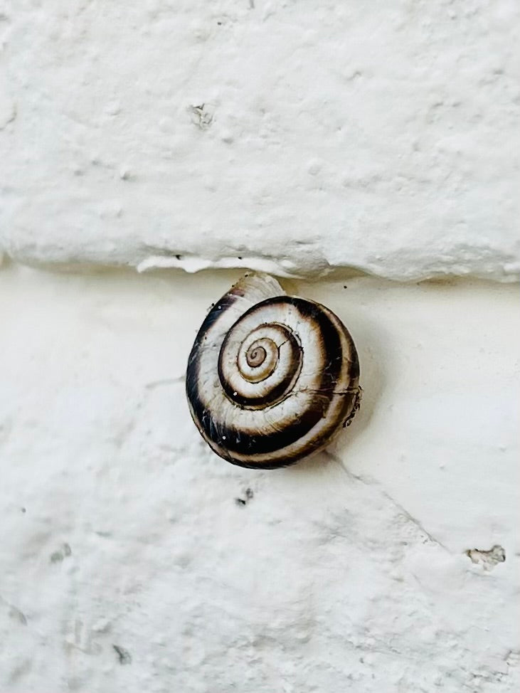 Wisdom of the Snail: A Retreat on Patience & Trust